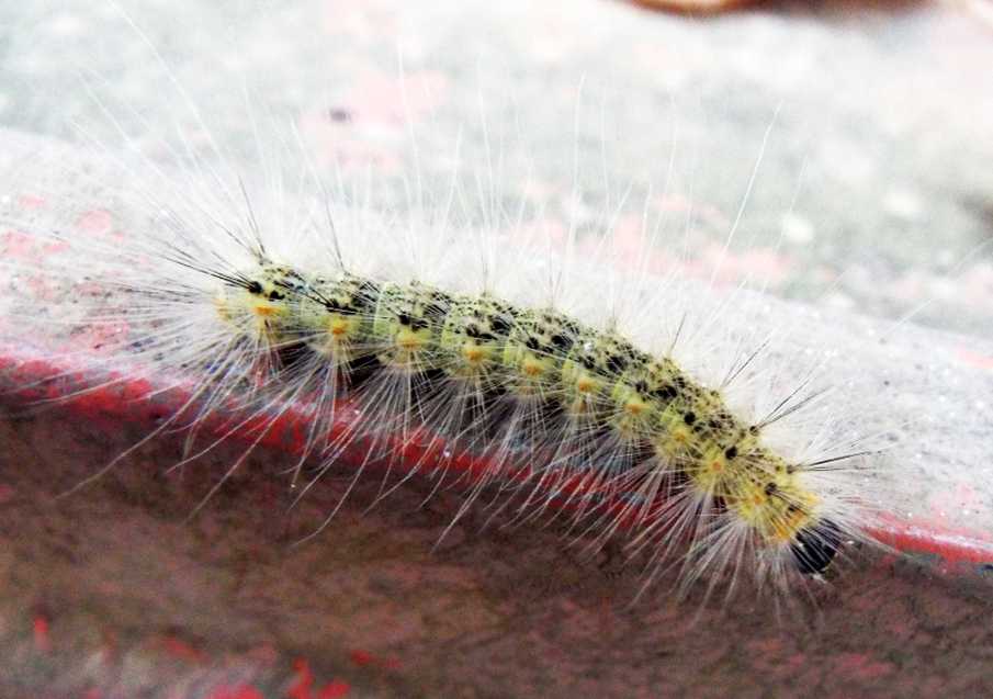 Bruco di Hyphantria cunea  (Erebidae)