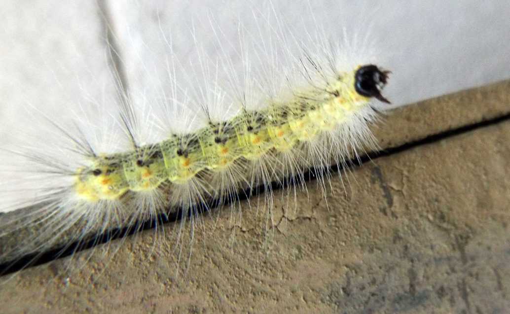Bruco di Hyphantria cunea  (Erebidae)
