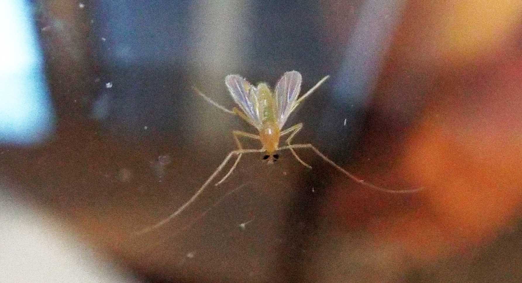 Piccolo, ma bello...Chronomidae, femmina