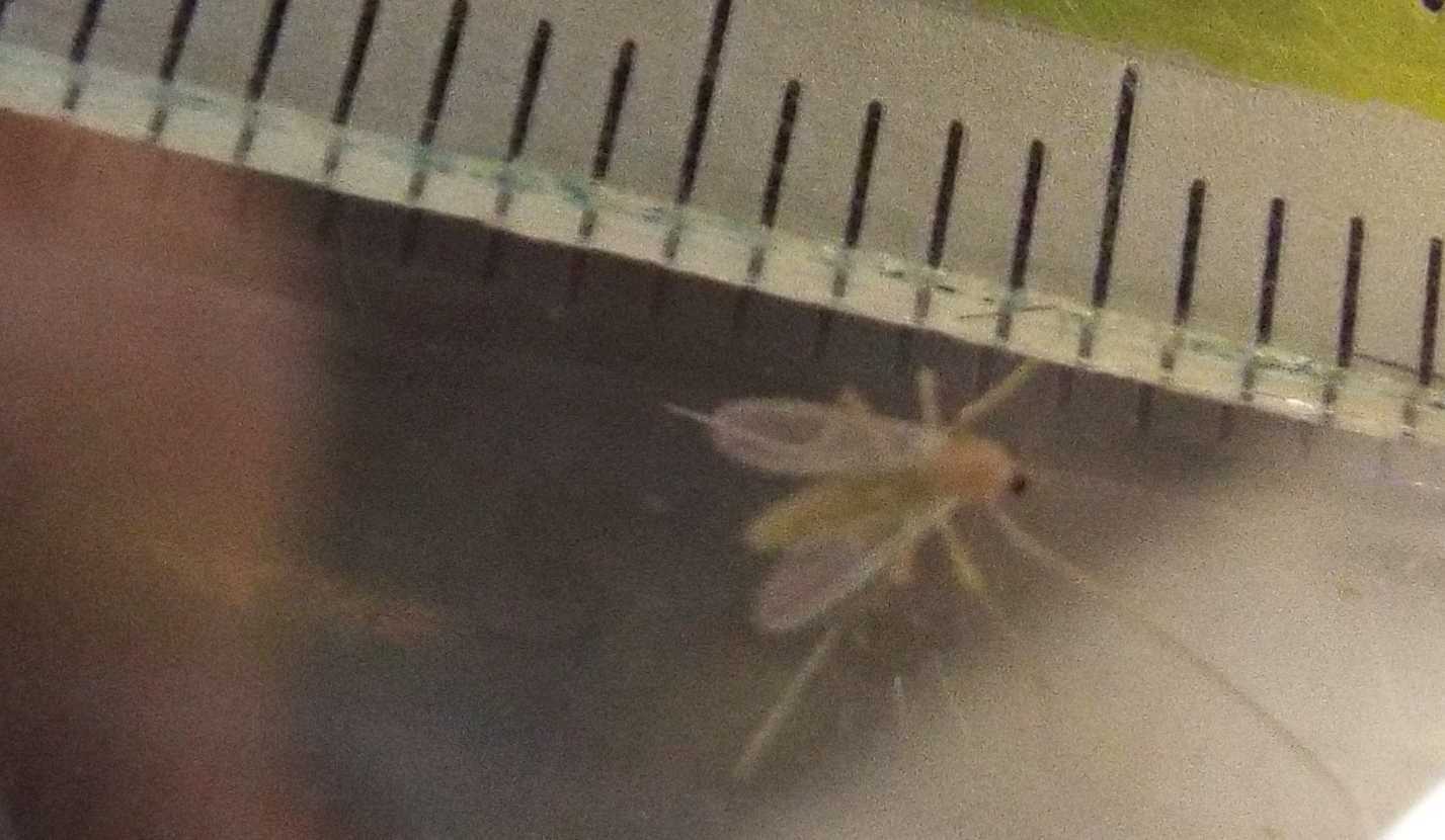 Piccolo, ma bello...Chronomidae, femmina