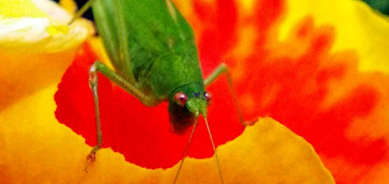 Da Tenerife (Canarie):  Phaneropteridae: Phaneroptera sparsa