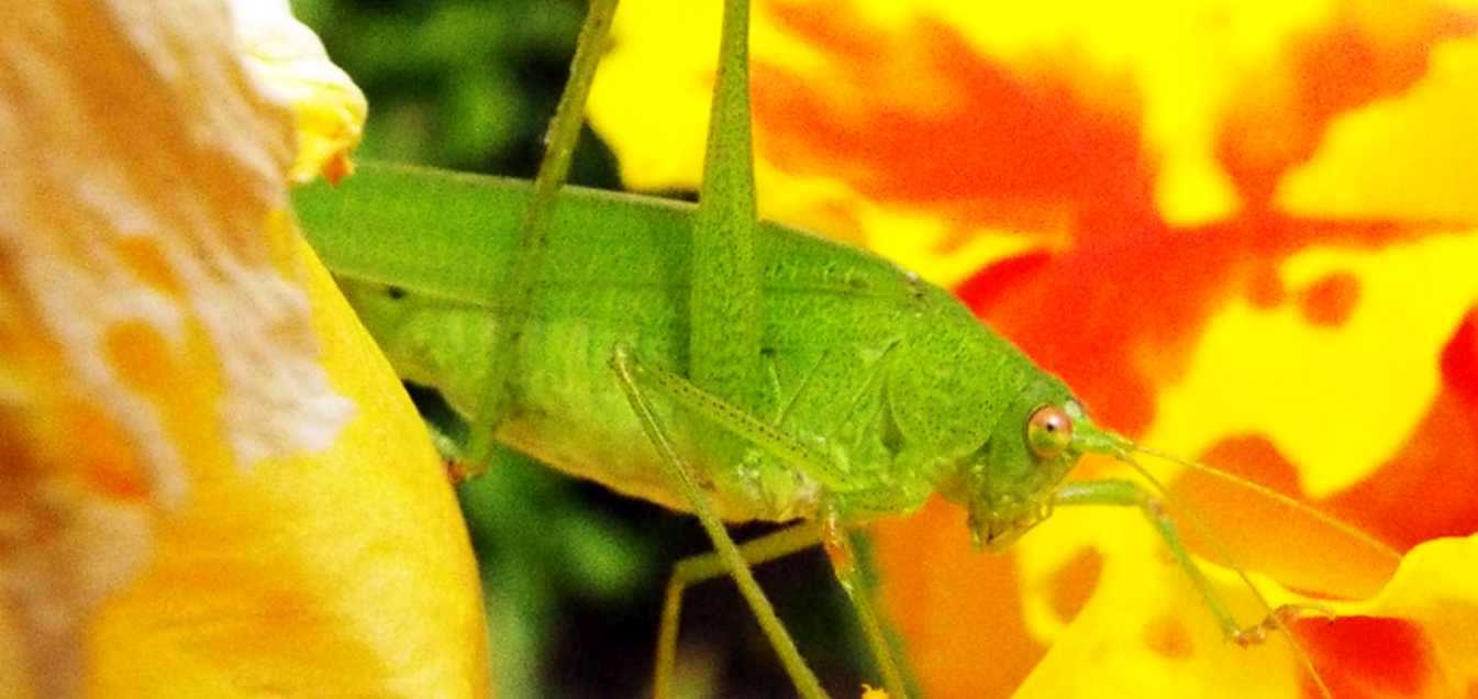 Da Tenerife (Canarie):  Phaneropteridae: Phaneroptera sparsa