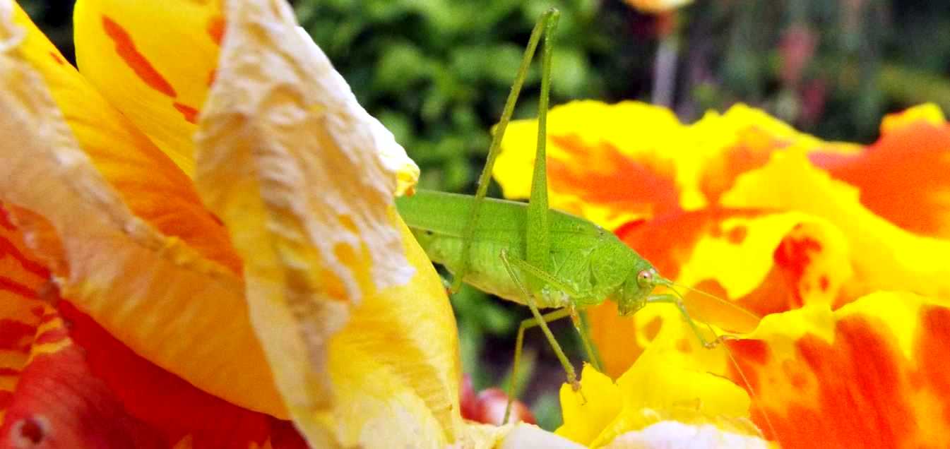 Da Tenerife (Canarie):  Phaneropteridae: Phaneroptera sparsa