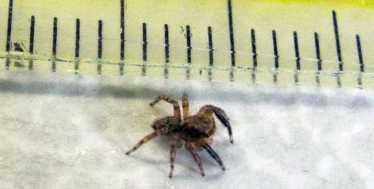Pseudeuophrys  vafra -  Milano