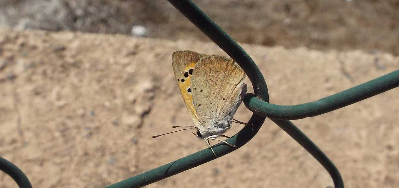Da La Gomera (Canarie): Lycaenidae:  Lycaena phlaeas