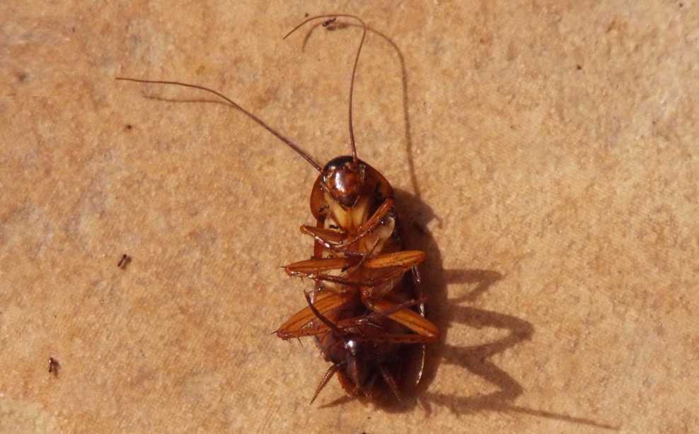 Da Tenerife (Canarie):  Blatta da id.: Periplaneta americana (Blattidae)