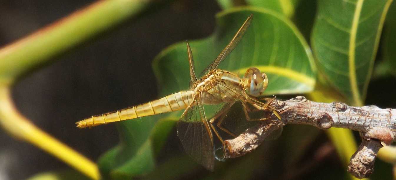 Da La Gomera (Canarie): Crocothemis erythraea, femmina