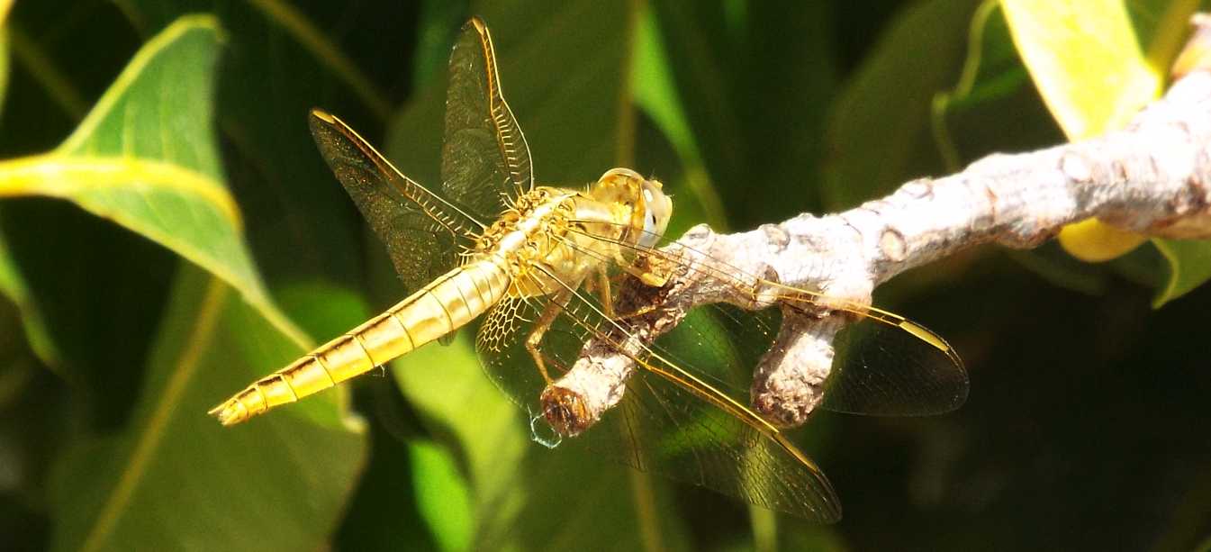 Da La Gomera (Canarie): Crocothemis erythraea, femmina