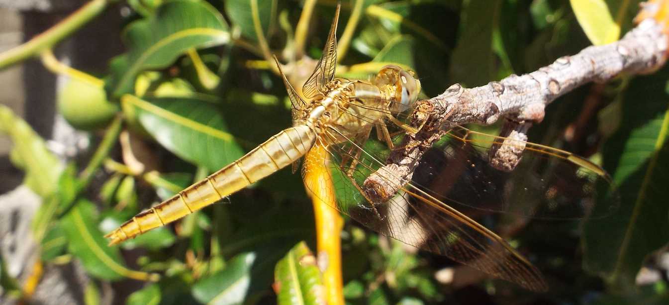 Da La Gomera (Canarie): Crocothemis erythraea, femmina