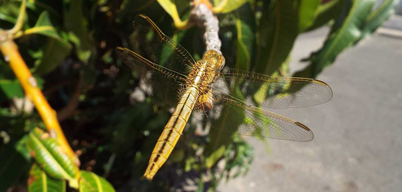 Da La Gomera (Canarie): Crocothemis erythraea, femmina
