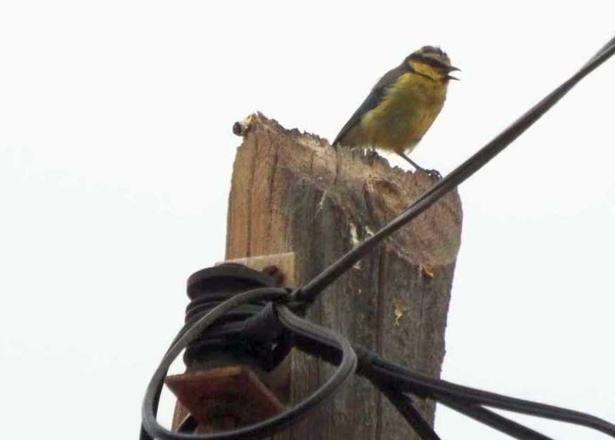 Cinciarella delle Canarie (Cyanistes teneriffae teneriffae) a Tenerife