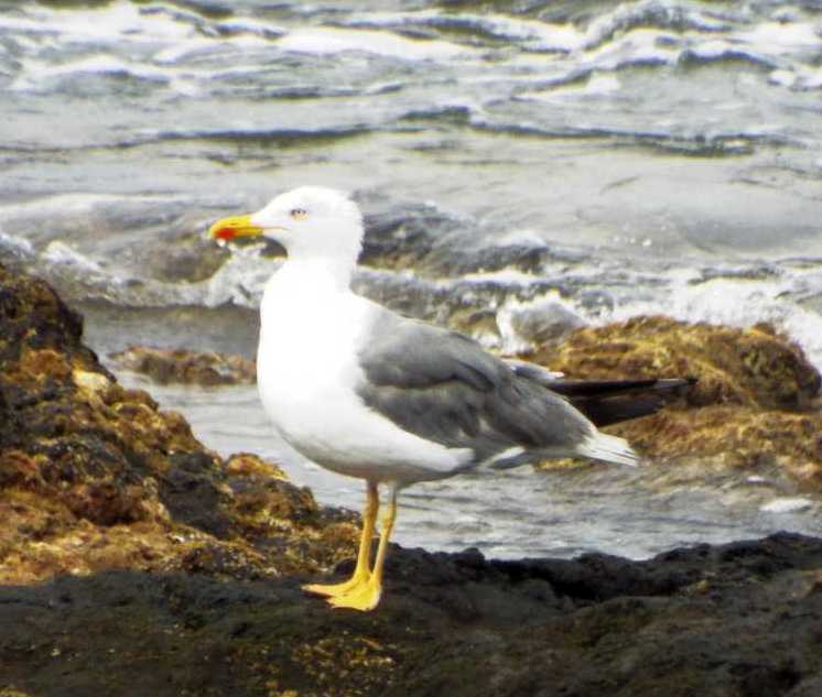 Da Tenerife (Canarie): Che specie di gabbiamo ? Larus michahellis atlantis