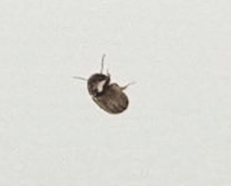 Anobiidae: cfr. Stegobium paniceum
