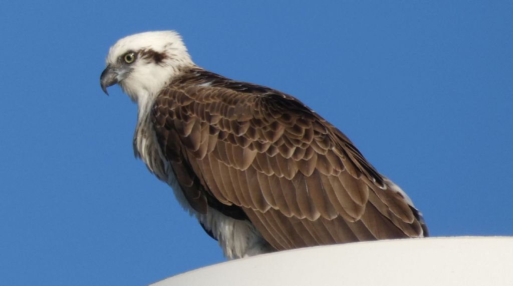 Falco pescatore (Pandion haliaetus)