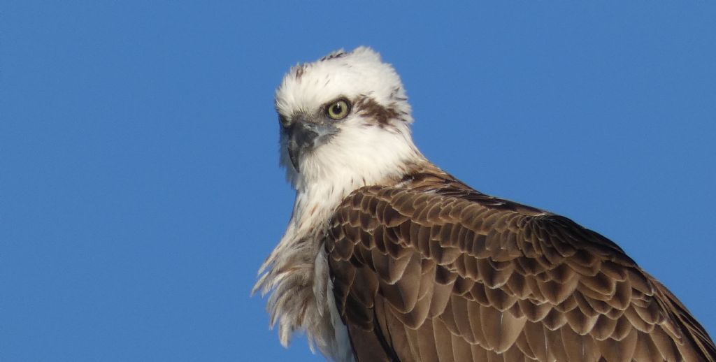 Falco pescatore (Pandion haliaetus)