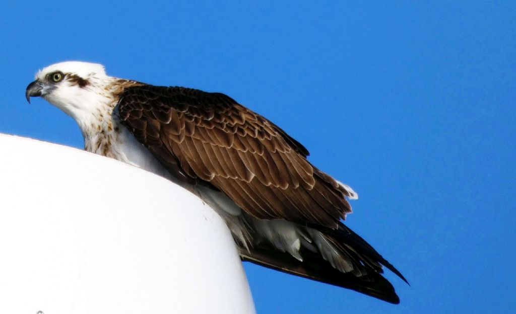 Falco pescatore (Pandion haliaetus)