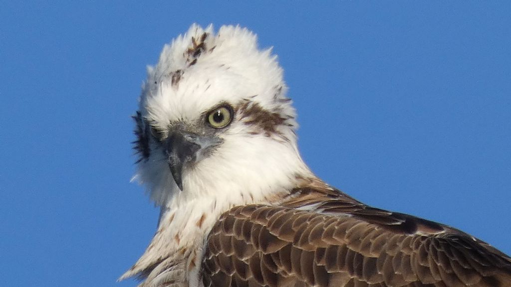 Falco pescatore (Pandion haliaetus)