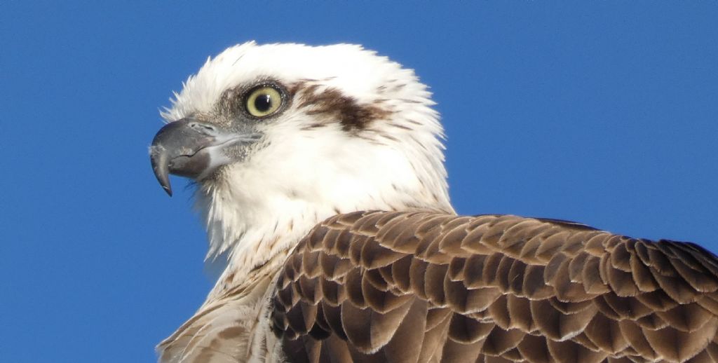 Falco pescatore (Pandion haliaetus)