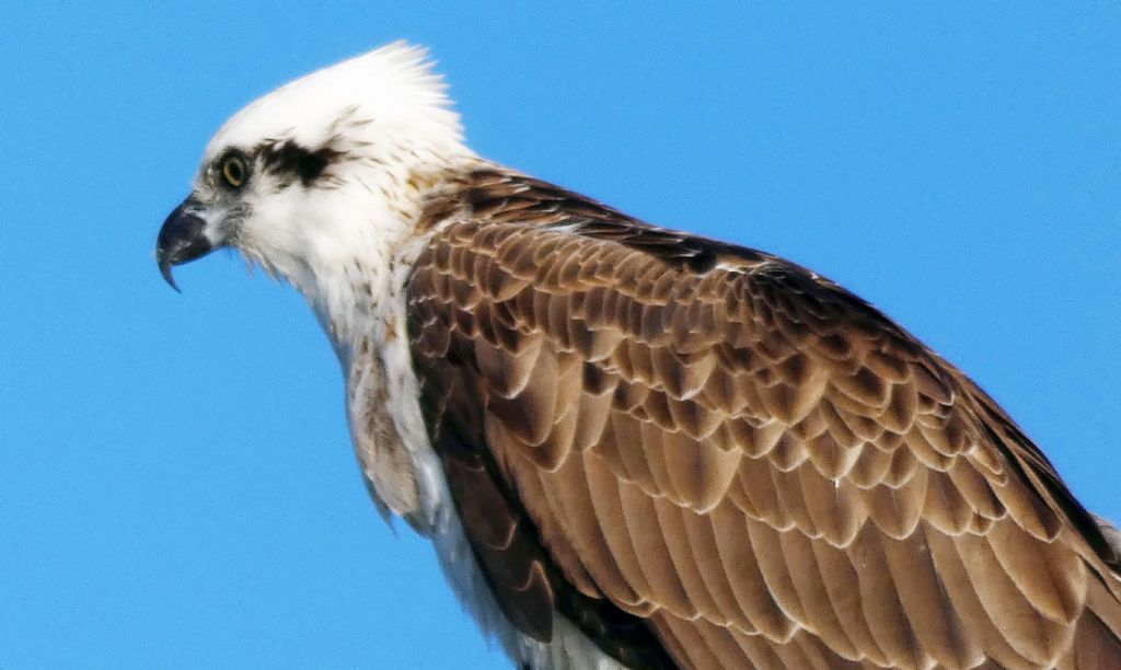 Falco pescatore (Pandion haliaetus)