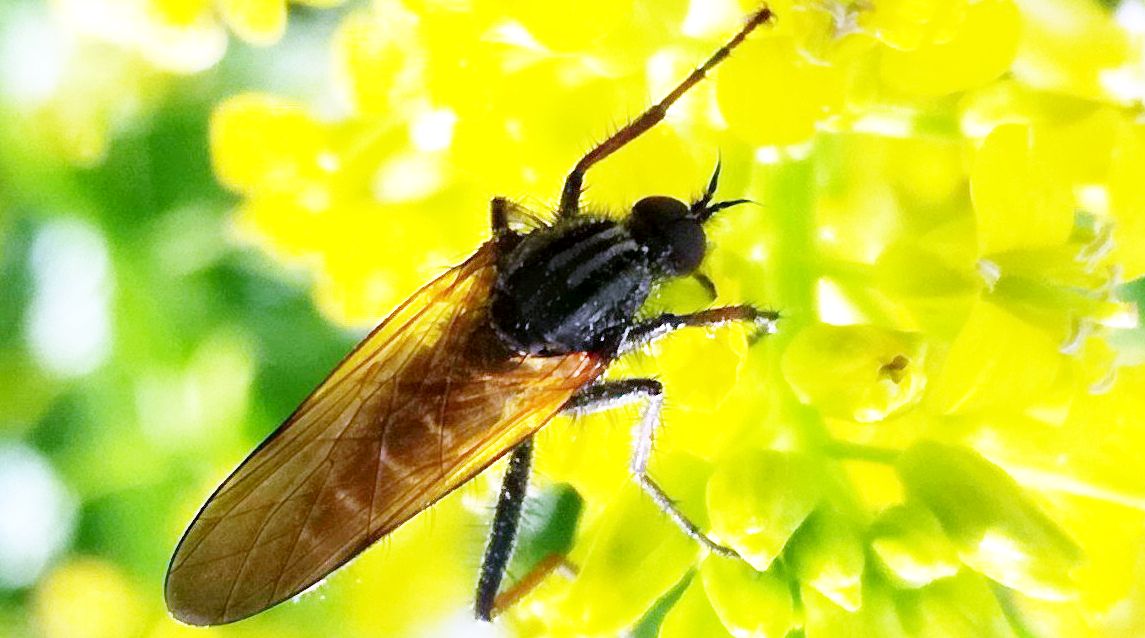 Empis sp. (Empididae)