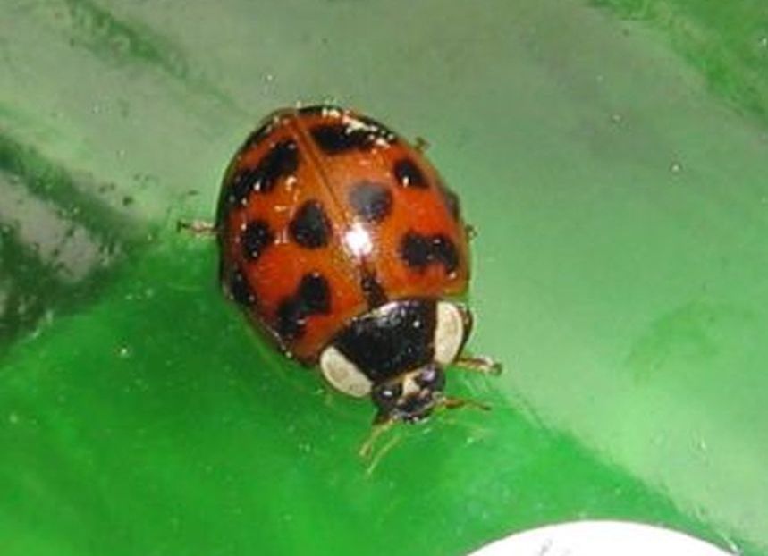 Ancora Harmonia axyridis? S.