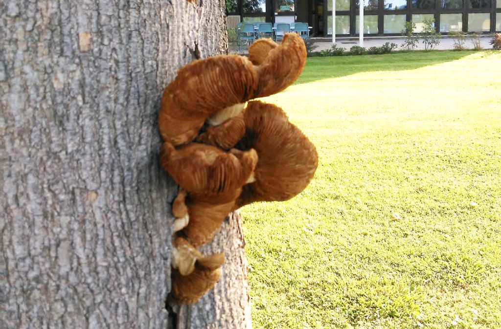 Su un albero...:  Agrocybe cylindrica