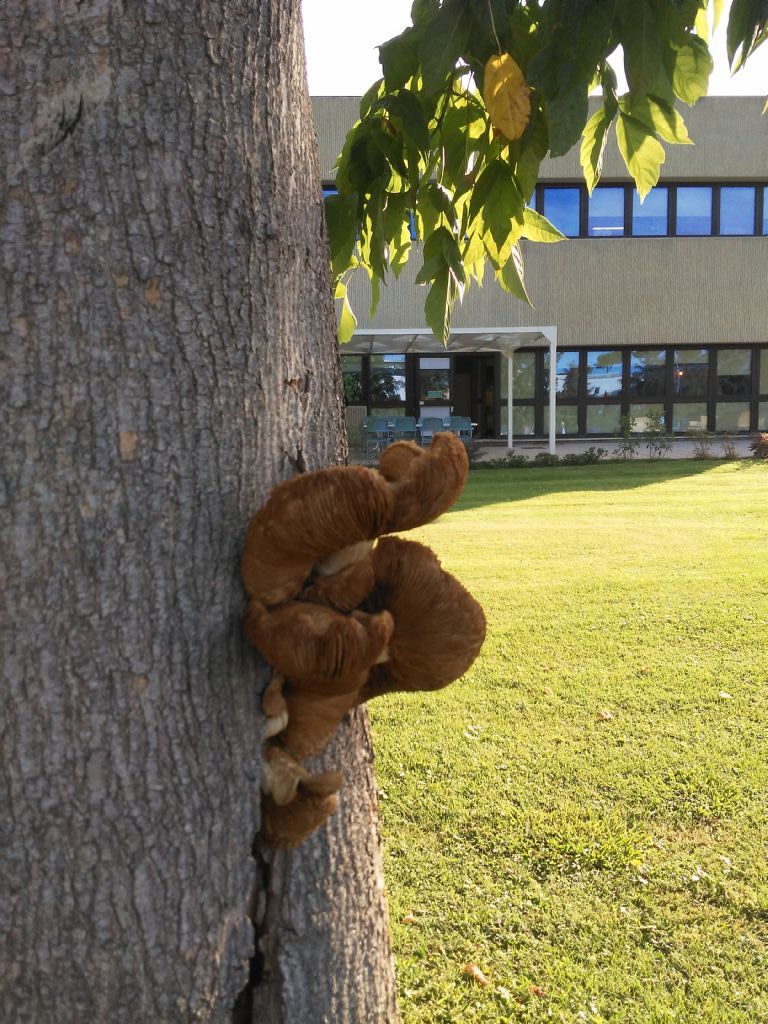 Su un albero...:  Agrocybe cylindrica