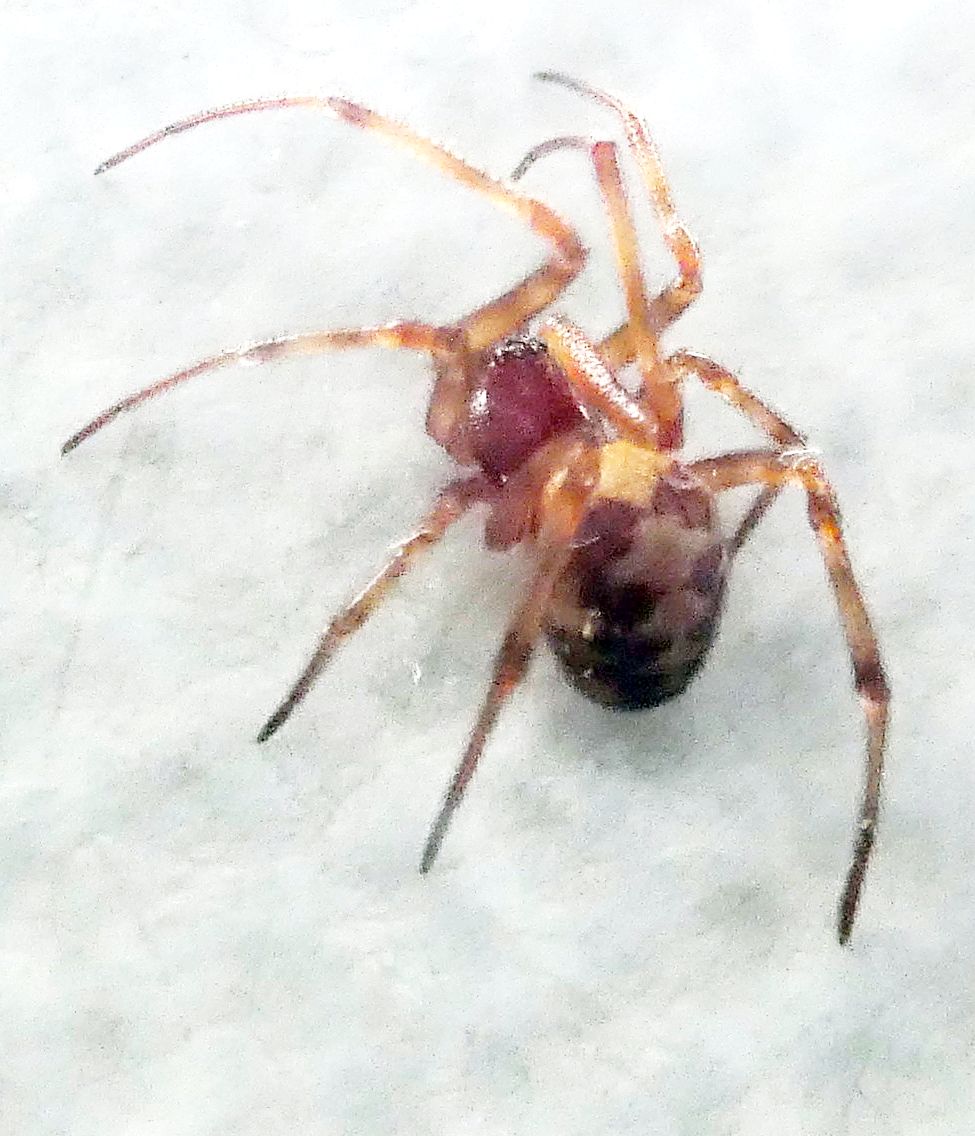 Steatoda triangulosa  - Milano