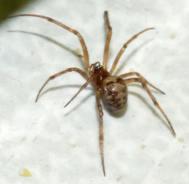 Steatoda triangulosa  - Milano