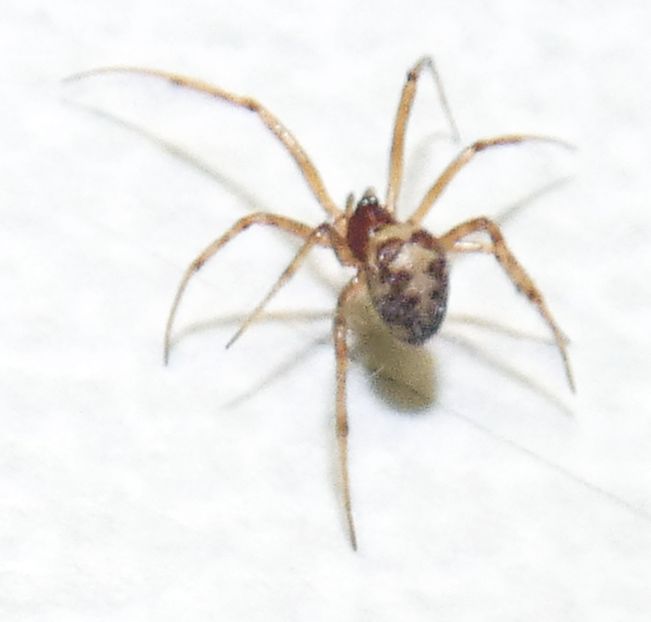 Steatoda triangulosa  - Milano