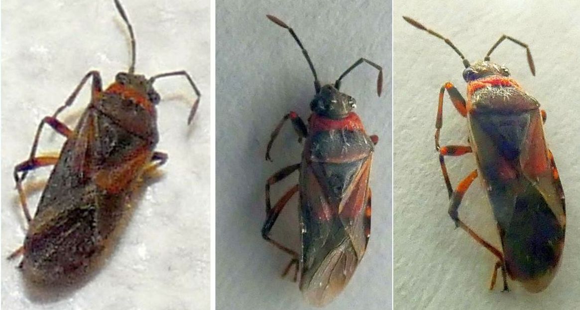 Il solito Arocatus melanocephalus (Lygaeidae)?  Sì !