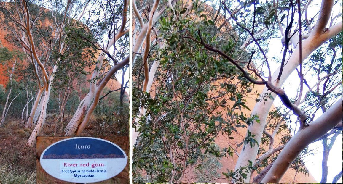 Pianta dall''Australia (NT): Ficus brachypoda (Moraceae)
