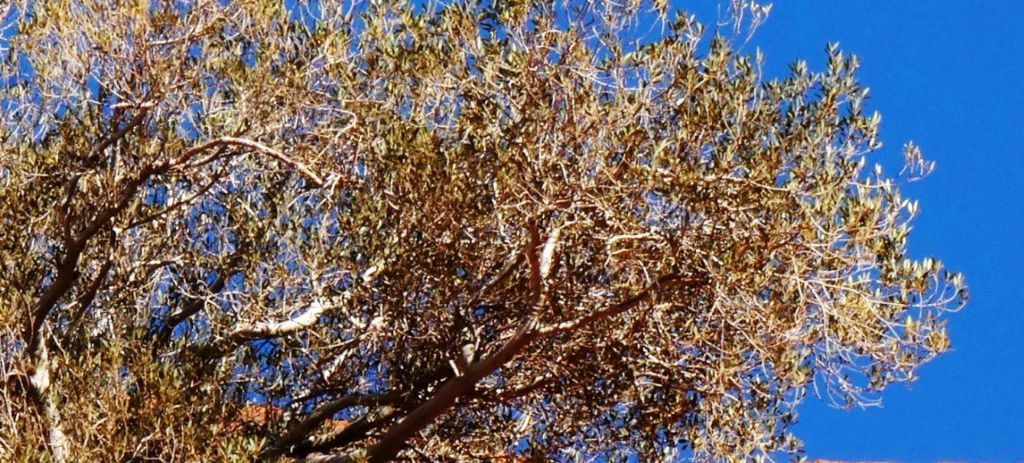 Pianta dall''Australia (NT): Ficus brachypoda (Moraceae)