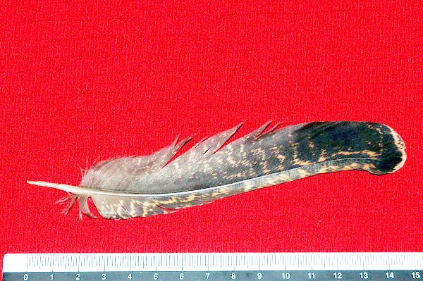 Penne : Lyrurus tetrix/Gallo forcello