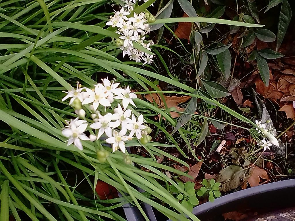 Allium ramosum (Amaryllidaceae) ?  No, allium tuberosum