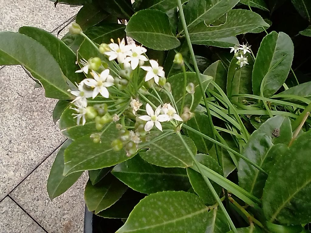 Allium ramosum (Amaryllidaceae) ?  No, allium tuberosum