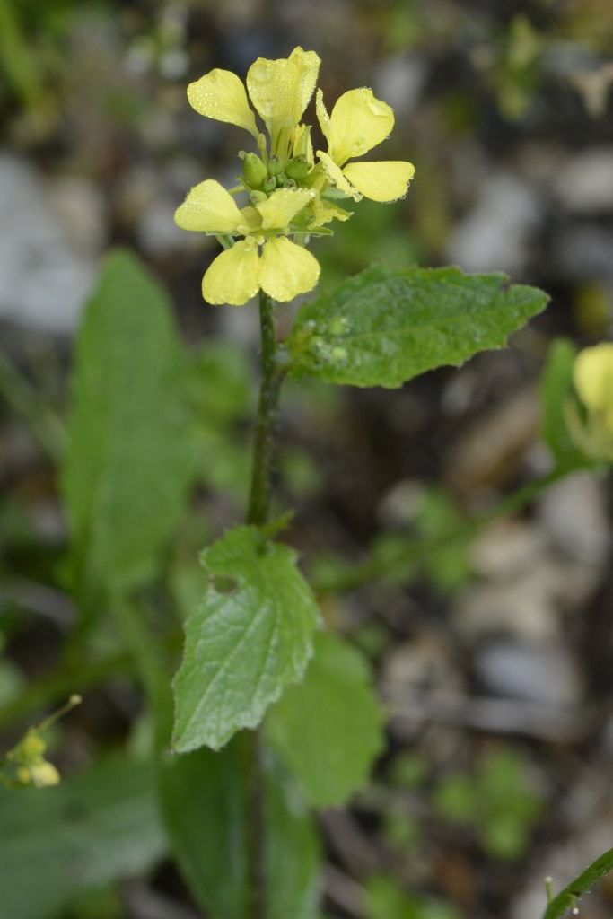 Brassicaceae:  Sinapis arvensis. (e Capsella bursa-pastoris)