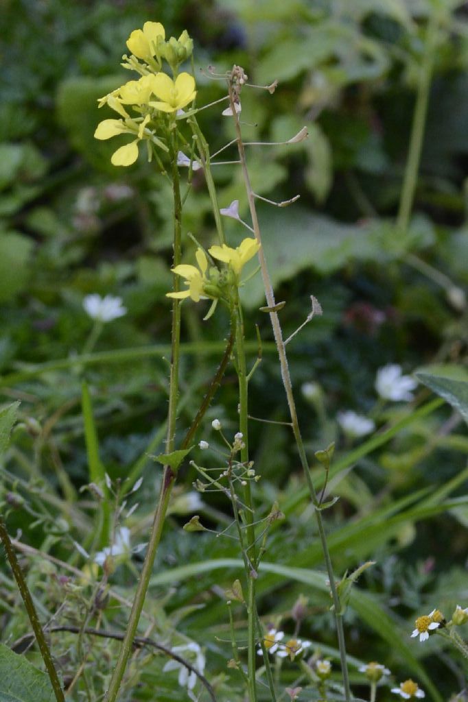 Brassicaceae:  Sinapis arvensis. (e Capsella bursa-pastoris)