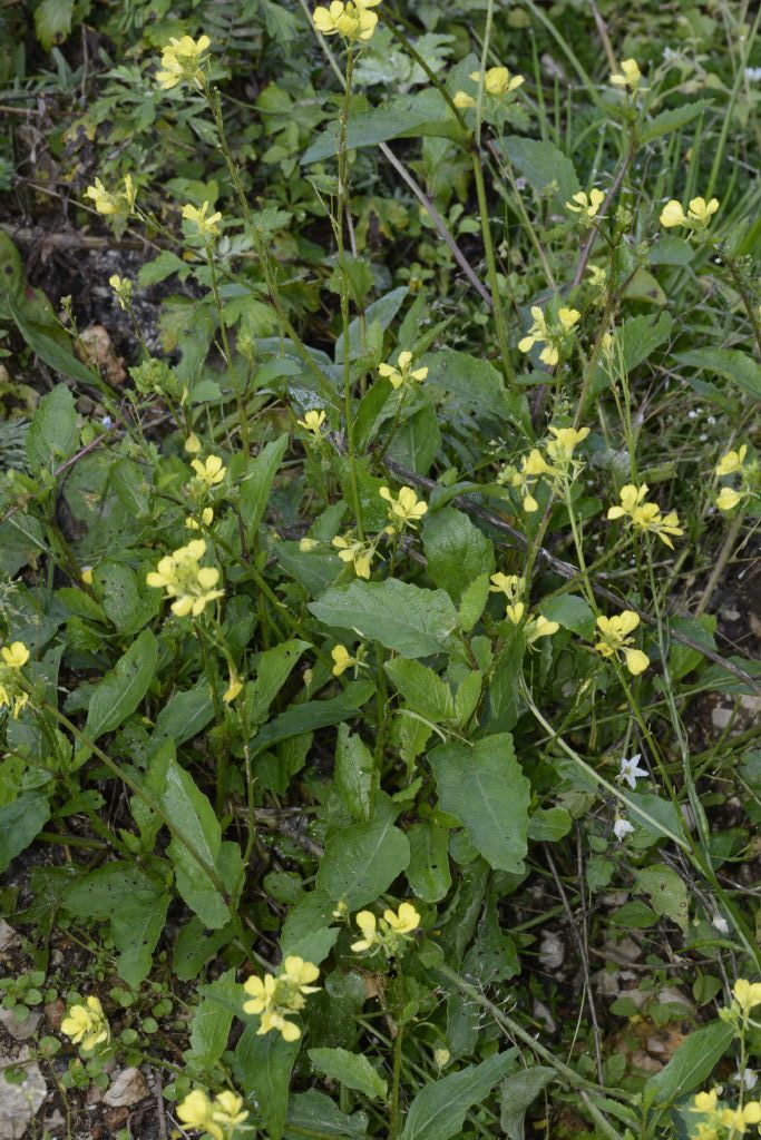 Brassicaceae:  Sinapis arvensis. (e Capsella bursa-pastoris)