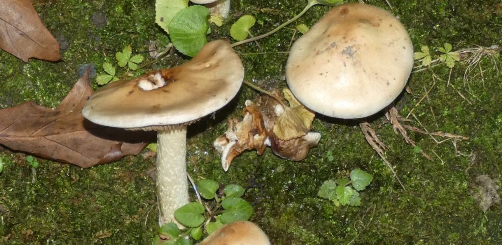 Da identificare: Hebeloma sp.