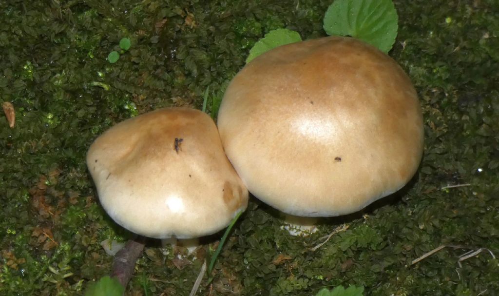 Da identificare: Hebeloma sp.