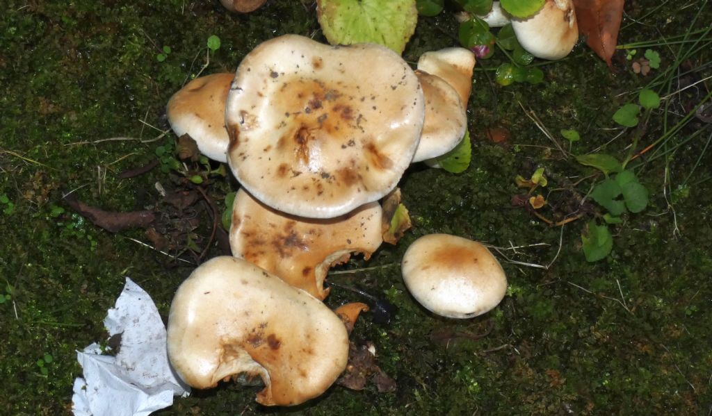 Da identificare: Hebeloma sp.