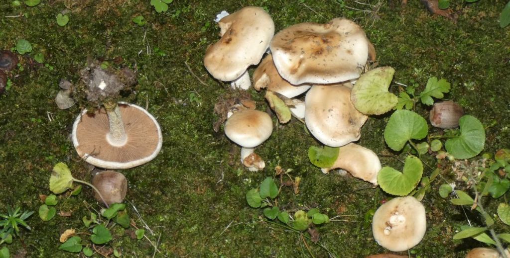 Da identificare: Hebeloma sp.