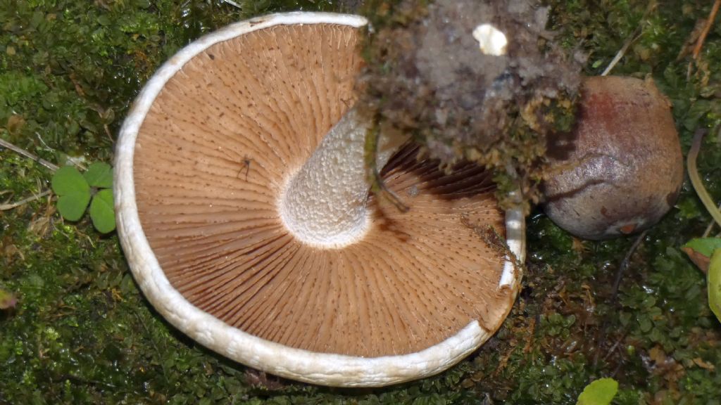 Da identificare: Hebeloma sp.