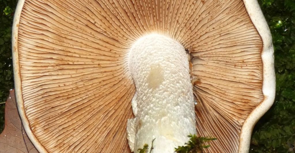 Da identificare: Hebeloma sp.