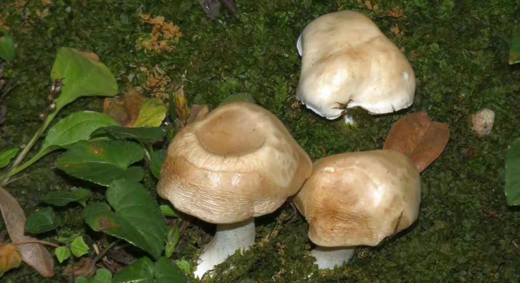 Da identificare: Hebeloma sp.