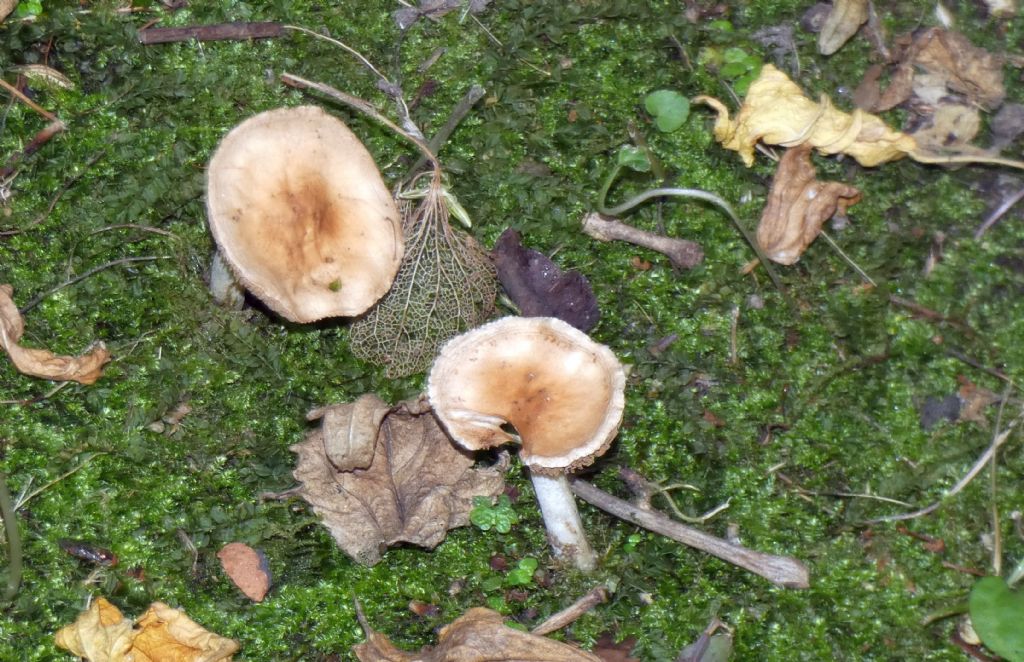 Da identificare: Hebeloma sp.