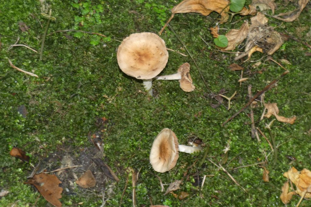 Da identificare: Hebeloma sp.