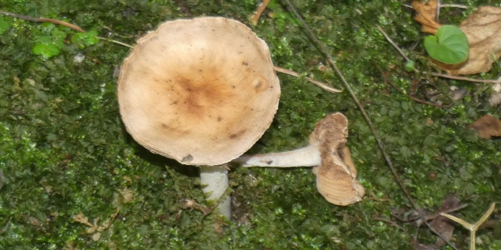 Da identificare: Hebeloma sp.