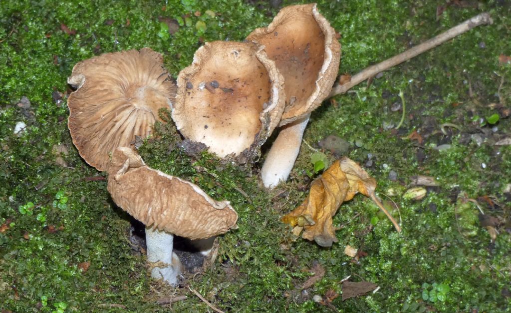 Da identificare: Hebeloma sp.